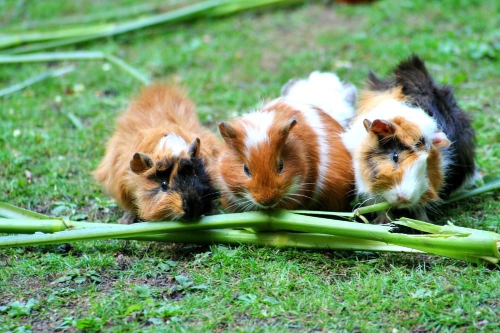 guinea-pig-1